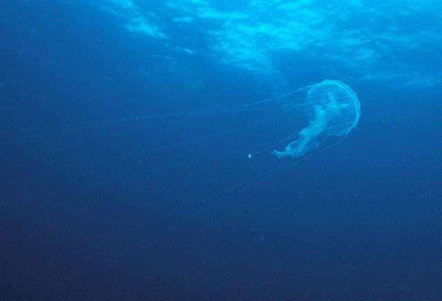Nord guadeloupe 09.jpg